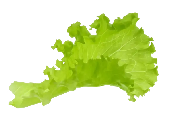Shredded Lettuce